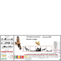 گونه عقاب دو برادر Bonellis Eagle